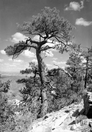 A mesquite tree in the Sonoran Desert, from the collection of Fred Bodin.