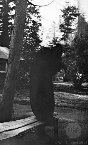 Pet Bear Back Facing Camera as he Enjoys an Afternoon Snack, Possibly California