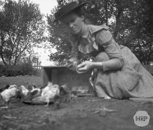 Feeding some chicks from the Fred Bodin collection.