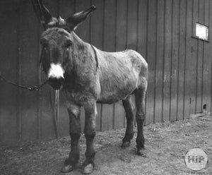 A snapshot of a mule from the Bodin collection.