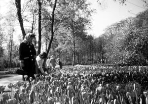 Women Admiring Tulip Gardens at a Beautiful Park in Holland, 1950s