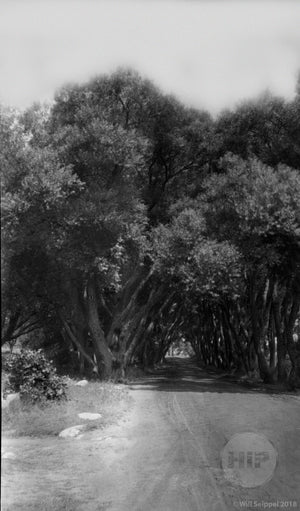 Cape Ann Trees