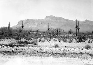 A saguaro snapshot from the Fred Bodin collection.