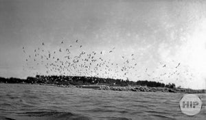 Large Group of Sea Gulls  Flying  off of Trott Island Kennebunkport, Maine