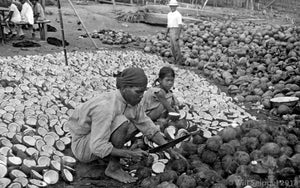 Natives Chopping Coconuts