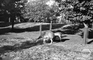 1916 Llamas in Franklin Park, Boston.