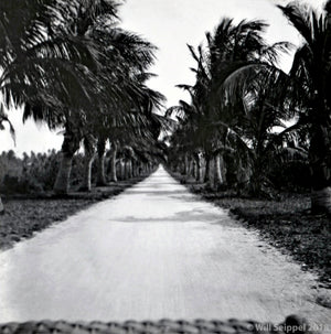Avenue of the Palms