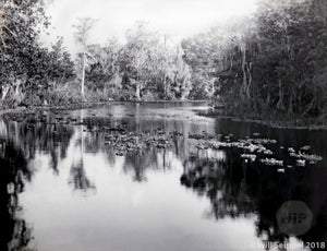 Swamp in Taylor Creek Florida