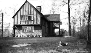 Backyard of a NY area Stucco Tudor House with a German Shepherd in the yard 1930's