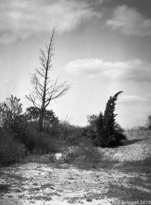 Artistic Photograph of Cedar Trees on Beach Dunes Ravaged by Harsh Winds SAKATA