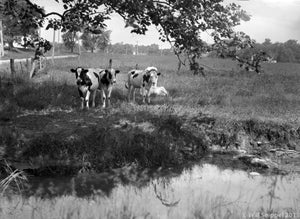 Cows Grazing in a Summer Farm Pond Near Princeton NJ 1930