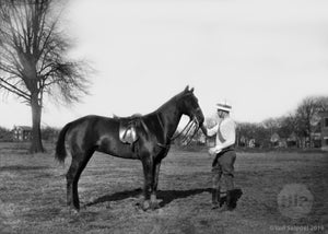Polo Horse Standing for Pose with it's Rider on Fields