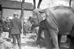 Circus Elephants Eating Hay in Front of Bystanders
