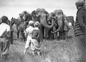 Female Asiatic Elephants with Trainers and Children 