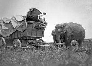 Overland Conestoga Wagon with Two Asiatic Female Elephants