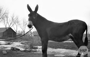 It's a mule, from the Fred Bodin collection.