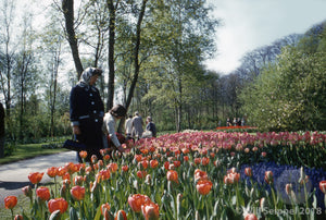 Park Visitors Amidst the Tulips