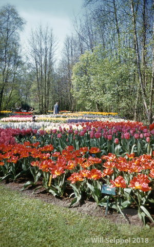 Garden Tulips and Assorted Flowers