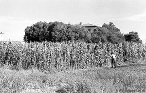 Worker Tending to Fields with Mission-Style House Peeking from Behind the Trees, WWII Italy