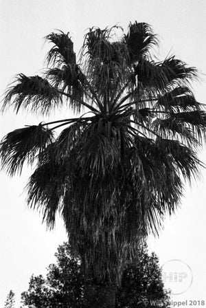 Close-Up of Verdant, Thin Palm Tree Leaves