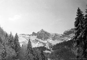 Picturesque View of the Snow-Capped Italian Alps and Coniferous Trees, 1940