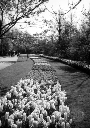 Stream of Various Tulips Arranged in a Beautiful Garden Park in Holland