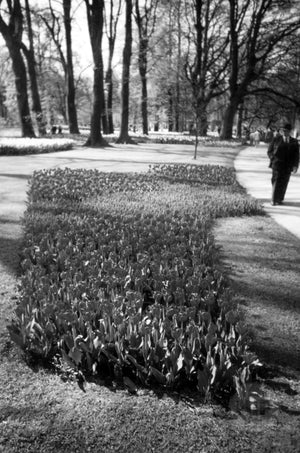 Small Flower Bed of Tulips along a Park Walkway in Holland