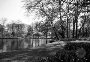 Deciduous Trees and Flower Gardens Lining a Lake in Early Spring, Holland 1950s